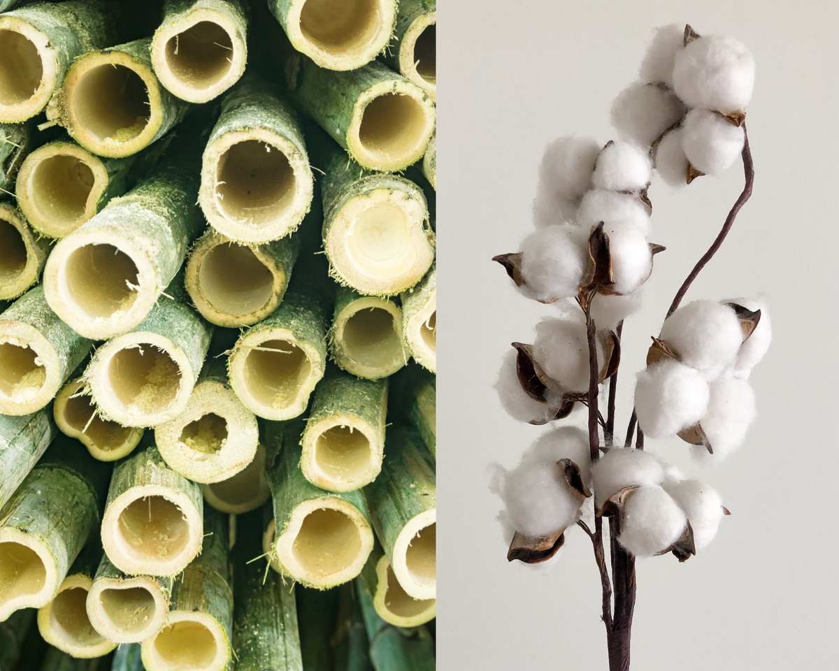 Natural fibres: bamboo stalks beside a branch of raw cotton